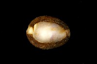 藏品(雪山寶螺)的圖片